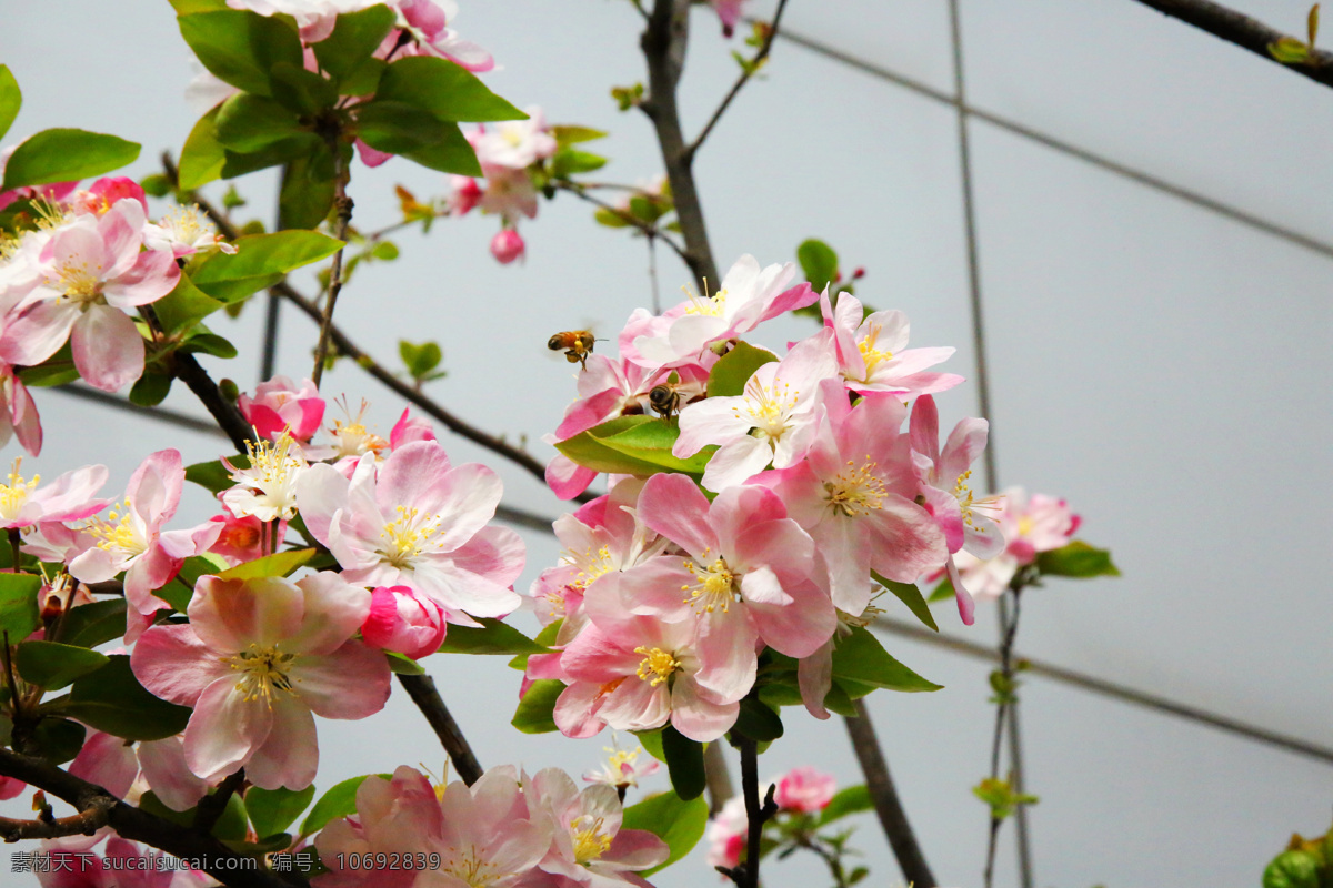 春天蜜蜂采蜜 春天 蜜蜂 采蜜 海棠 花 自然景观 自然风景