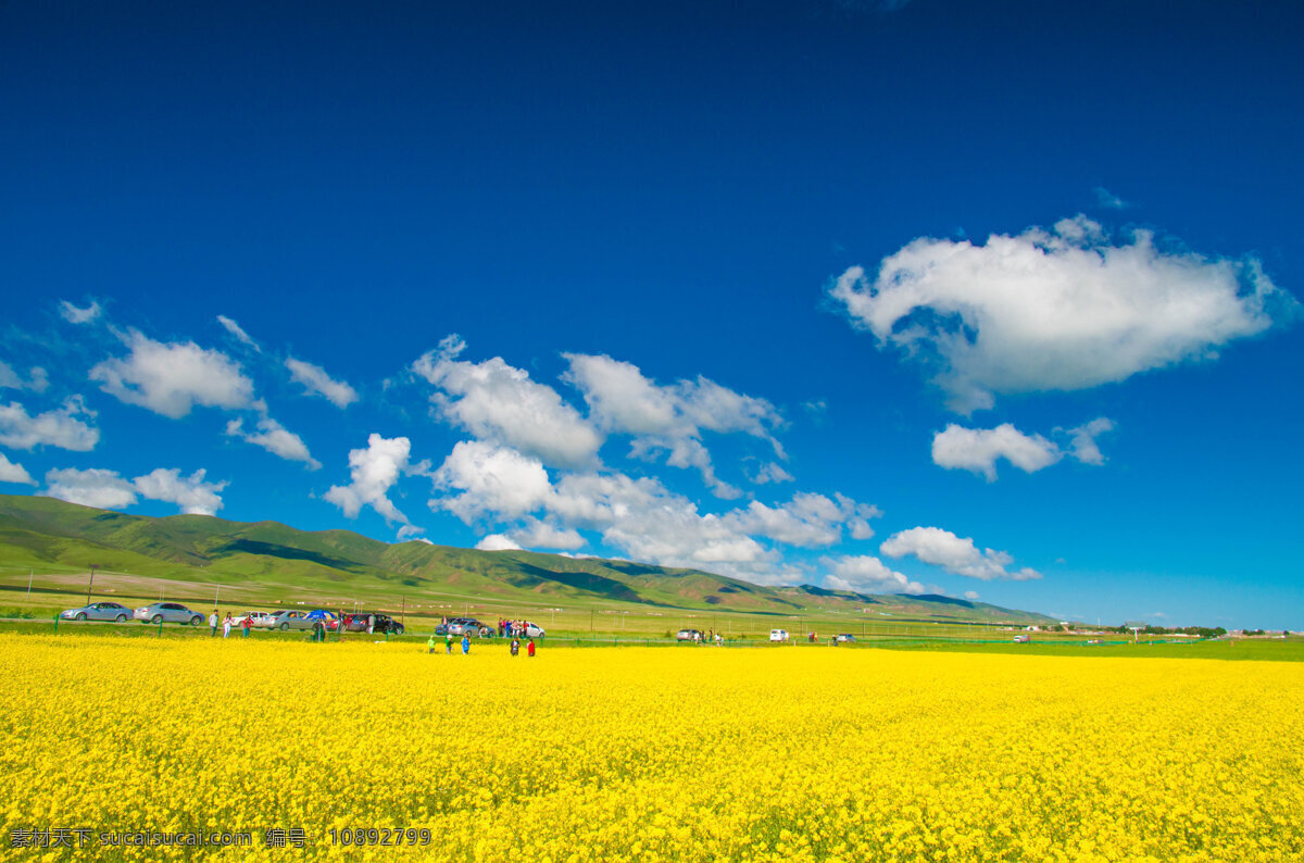 青海湖 油菜花 摄像 美景 原创 旅游摄影 国内旅游 黄色