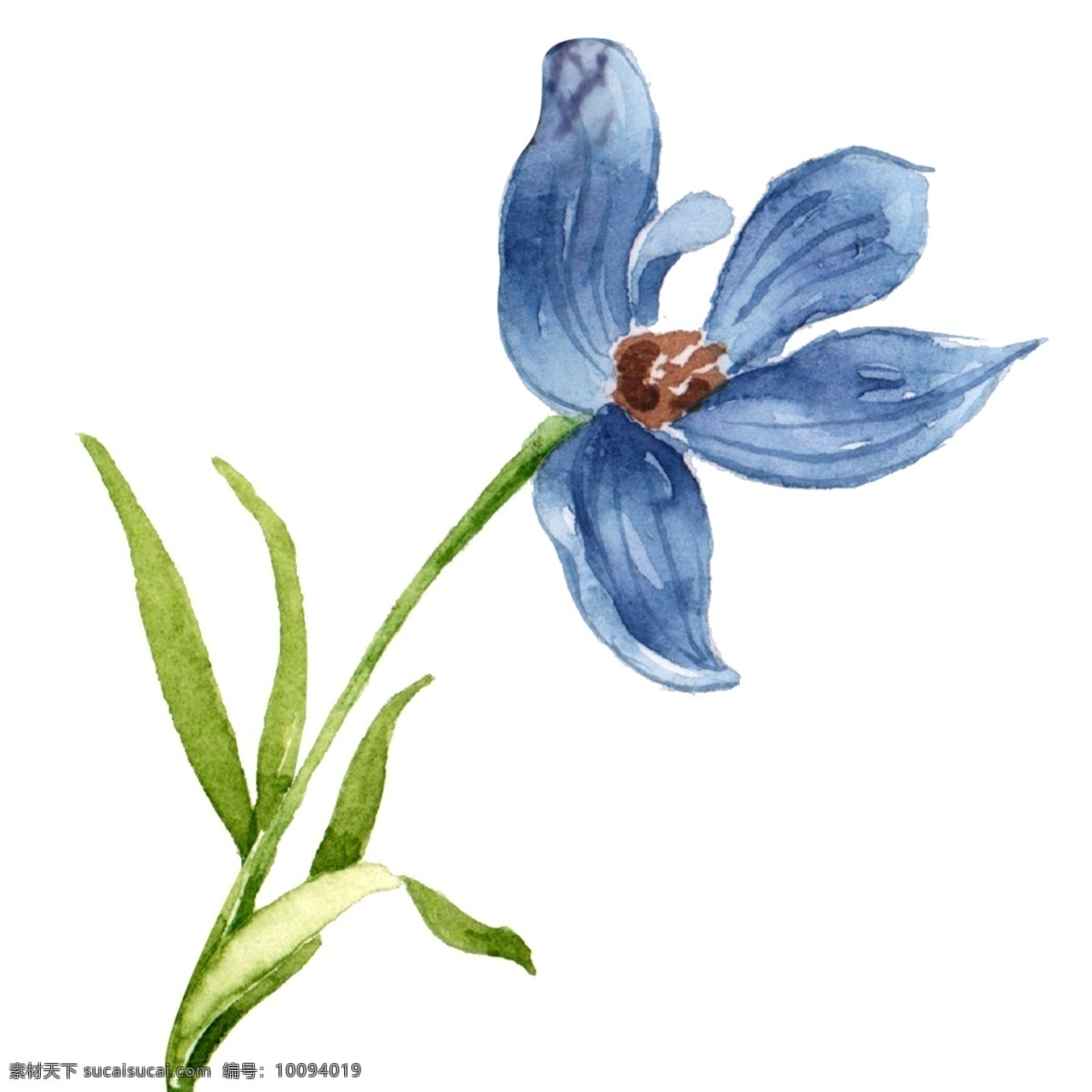 蓝色 小雏 菊 水彩 植物 元素 蓝色花卉 小雏菊 植物元素 水彩花 手绘 春天元素