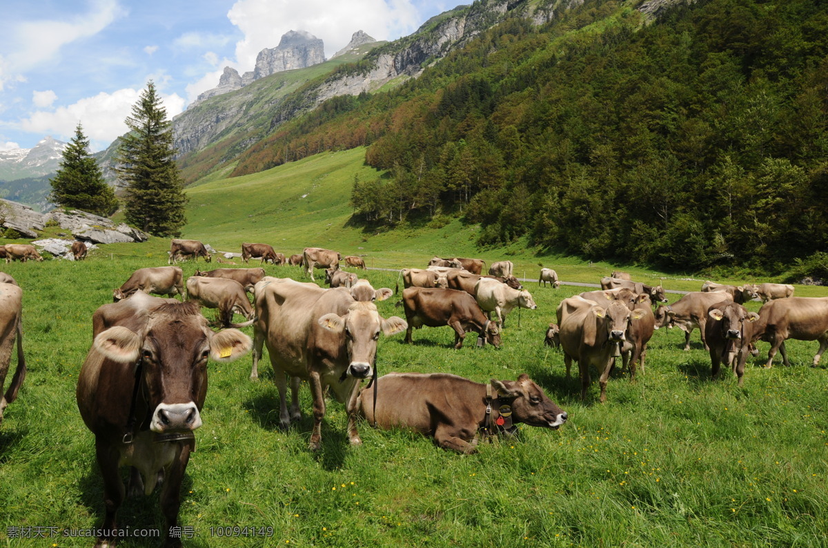 牛群 动物世界 生物世界 一群牛 草原 山谷 图片专辑 家禽家畜