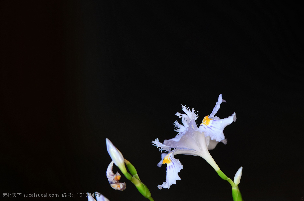 淡紫色鸢尾花