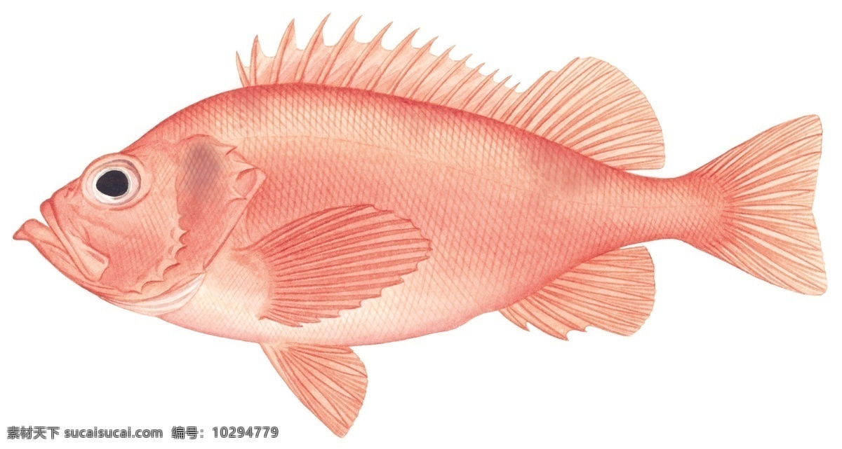 阿卡迪亚 红鱼 动物 设计图 生物 生物世界 素描 鱼 鱼类 阿卡迪亚红鱼 动物系列