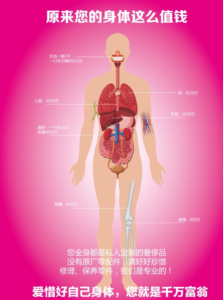 人体器官图 器官 心脏 牙齿 肝脏