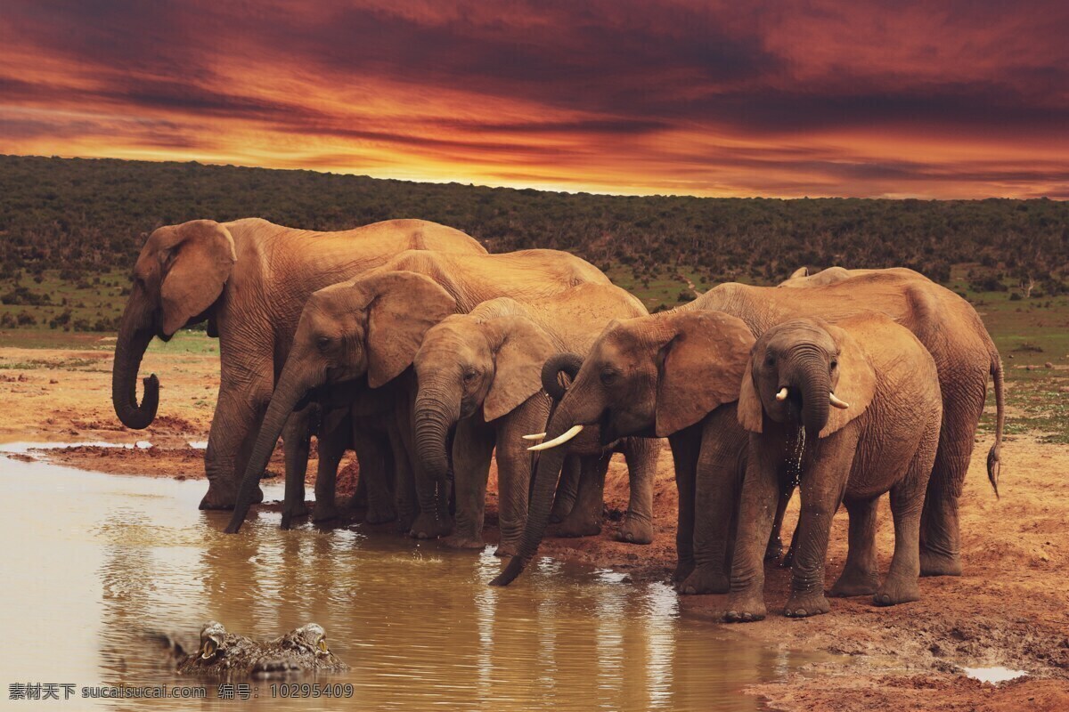 野象 象 象群 亚洲象 非洲象 小象 蓝天 白云 大象图片 大象海报 野象图片 野象海报 一只小象 一只大象 一群小象 一群大象 可爱小象 可爱大象 暴躁大象 巨象 象牙 象头 大象头部 象腿 小象头部 大象鼻子 小象鼻子 动物昆虫 生物世界 野生动物