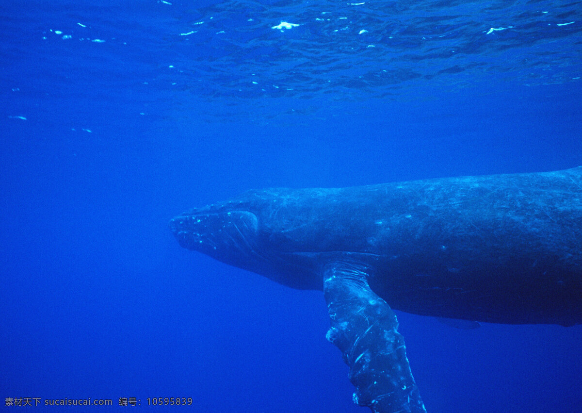 鲸鱼摄影 动物世界 海底生活 大海 鲸鱼 海 水中生物 生物世界 蓝色