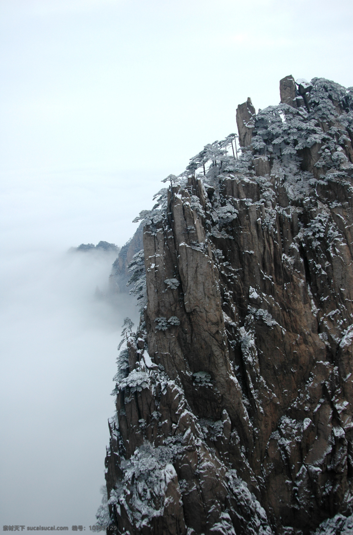 云山云海 黄山云海 安徽黄山 黄山风光 黄山雪景 高山云海 高山云雾 云雾山峰 云山 云海 山峦 云雾 云层 山峰 松树林 雪松树 小雪松 松 树 冬天的松树 迎客松 冬季雪松 国内旅游 旅游摄影