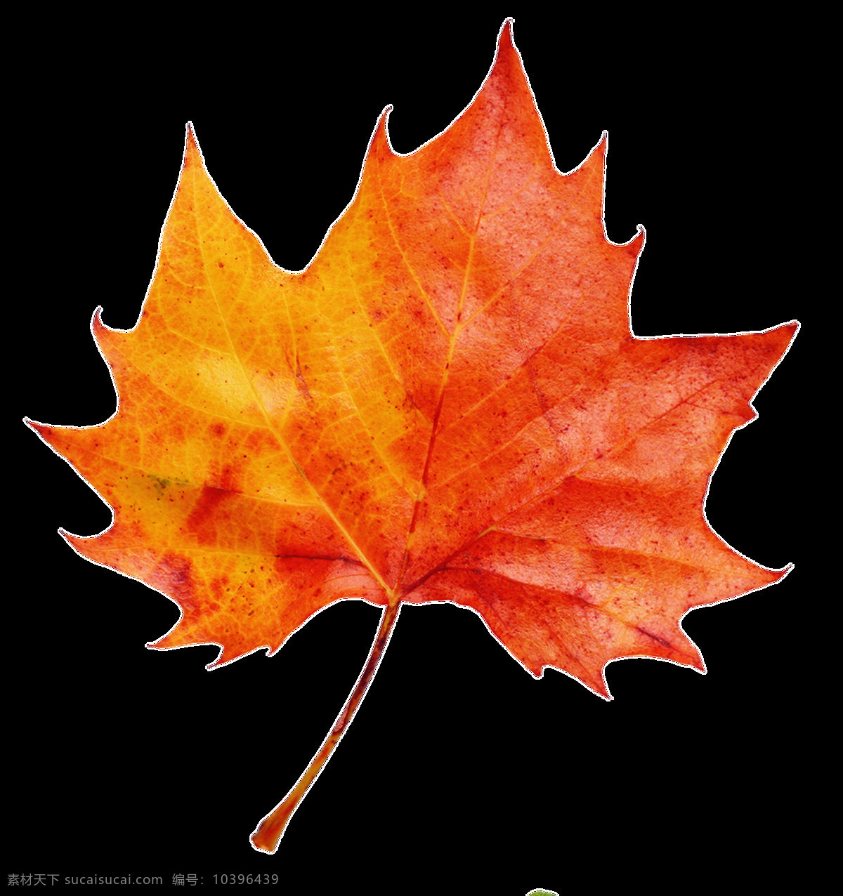 片 红色 枫叶 透明 装饰 黄色 免扣素材 秋天 树叶 透明素材 叶片 装饰图片