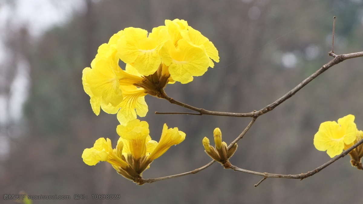 黄色 花朵 春天 花 花草 黄色花朵 生物世界 小黄花 植物拍摄 psd源文件