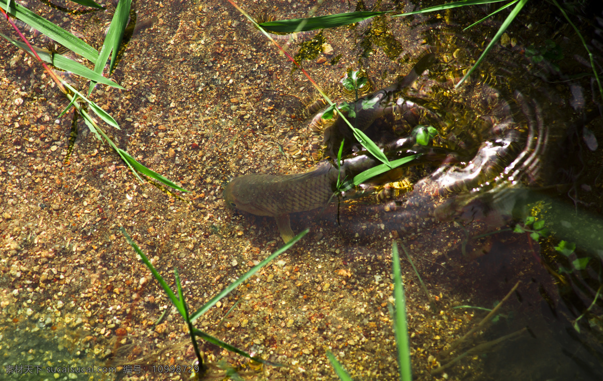 山溪 中 鲤 魚 山区 生物世界 鱼类 自然生态 山溪中的鲤魚 湘南 高海拔 沙溪 清澈的泉水 无污染 鲜活