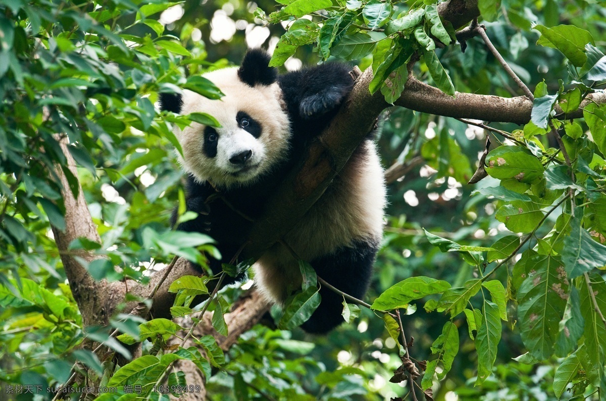 熊猫图片 动物 熊猫 可爱 动物园 国宝熊猫 照片 旅游摄影
