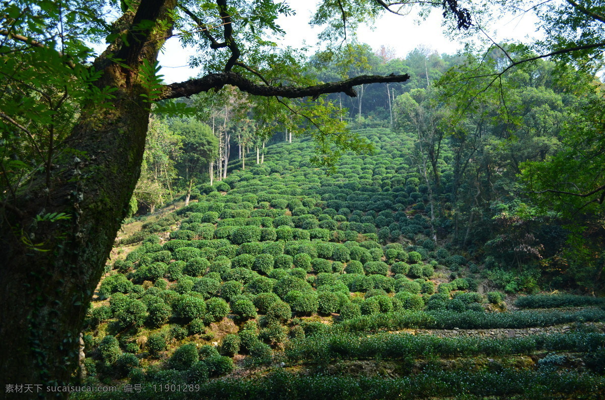 杭州 龙井村 九溪 龙井 西湖 茶园 茶 绿色 茶山 自然景观 山水风景