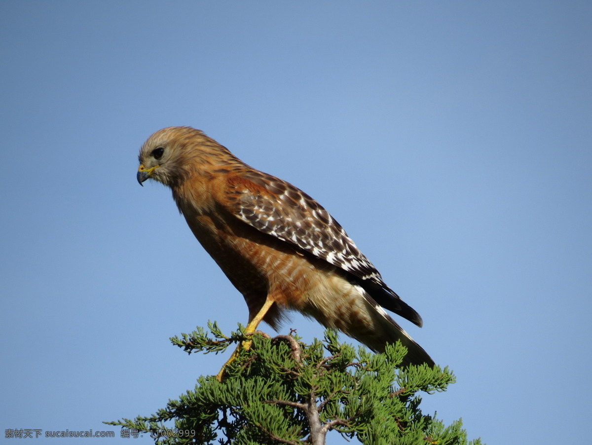 松雀鹰 苍鹰 鹰眼 真鹰 花旗参广告鹰 鵟鹰 hawk eagle 雕鹰 背景 墙纸 鸟类 生物世界