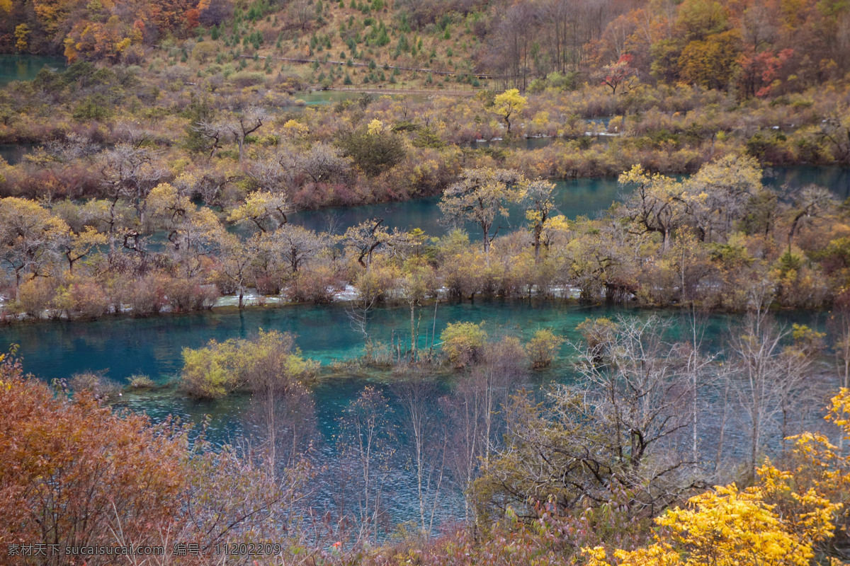 九寨沟 风景 山水 自然 秋季 黄色 绿色 自然景观 自然风景