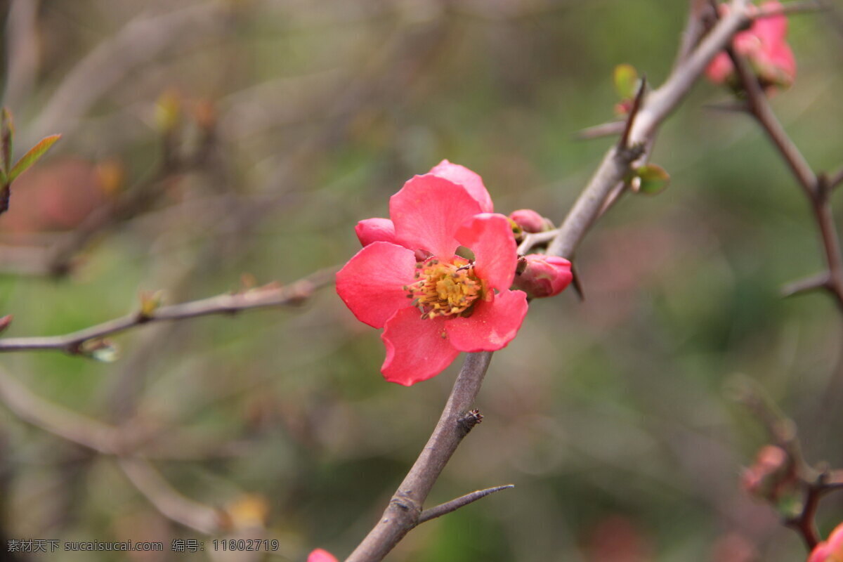 海棠花 花瓣 花蕊 绿叶 树枝 生物世界 花草