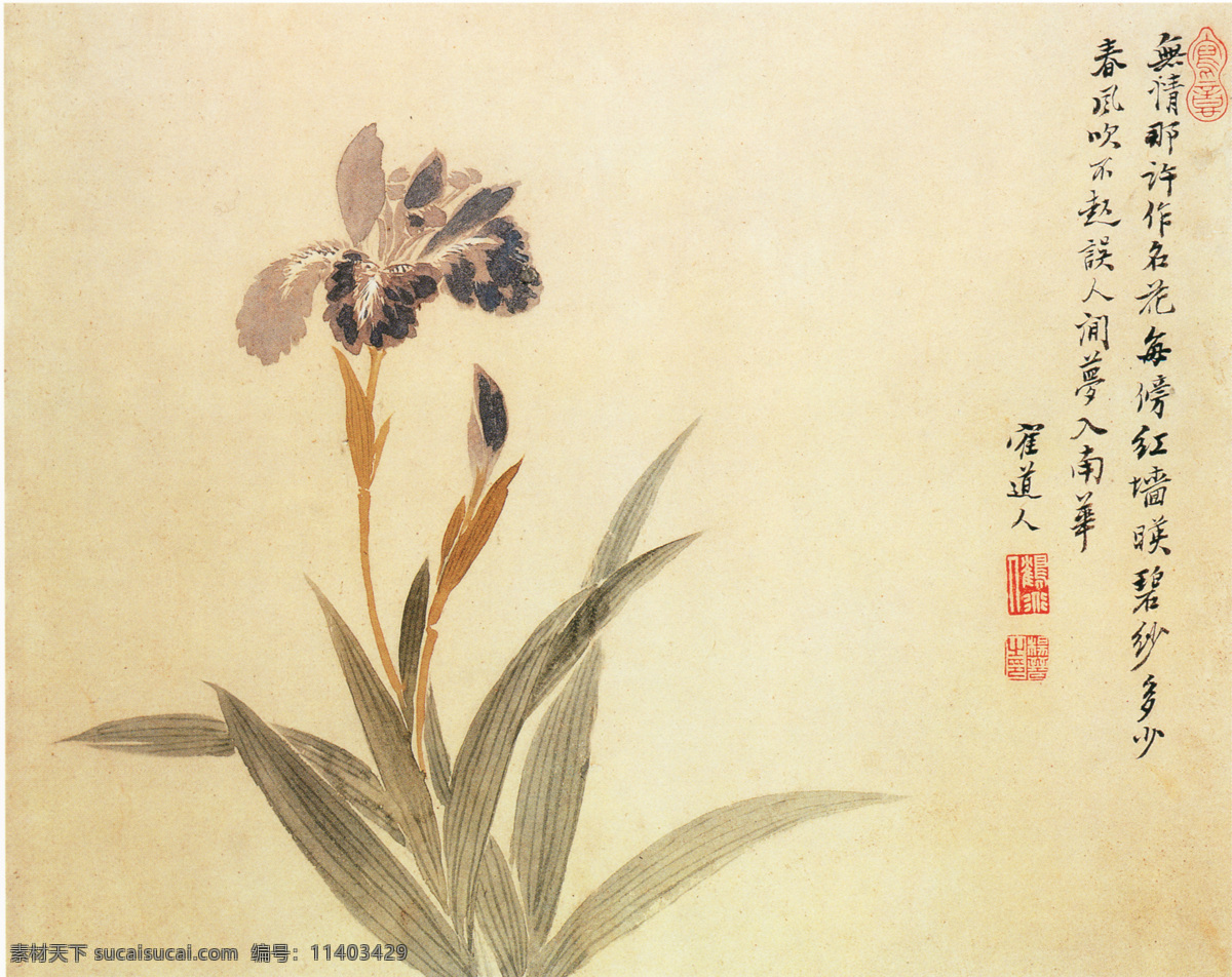 花卉图b 花鸟画 中国 古画 中国古画 设计素材 花鸟名画 古典藏画 书画美术 黄色