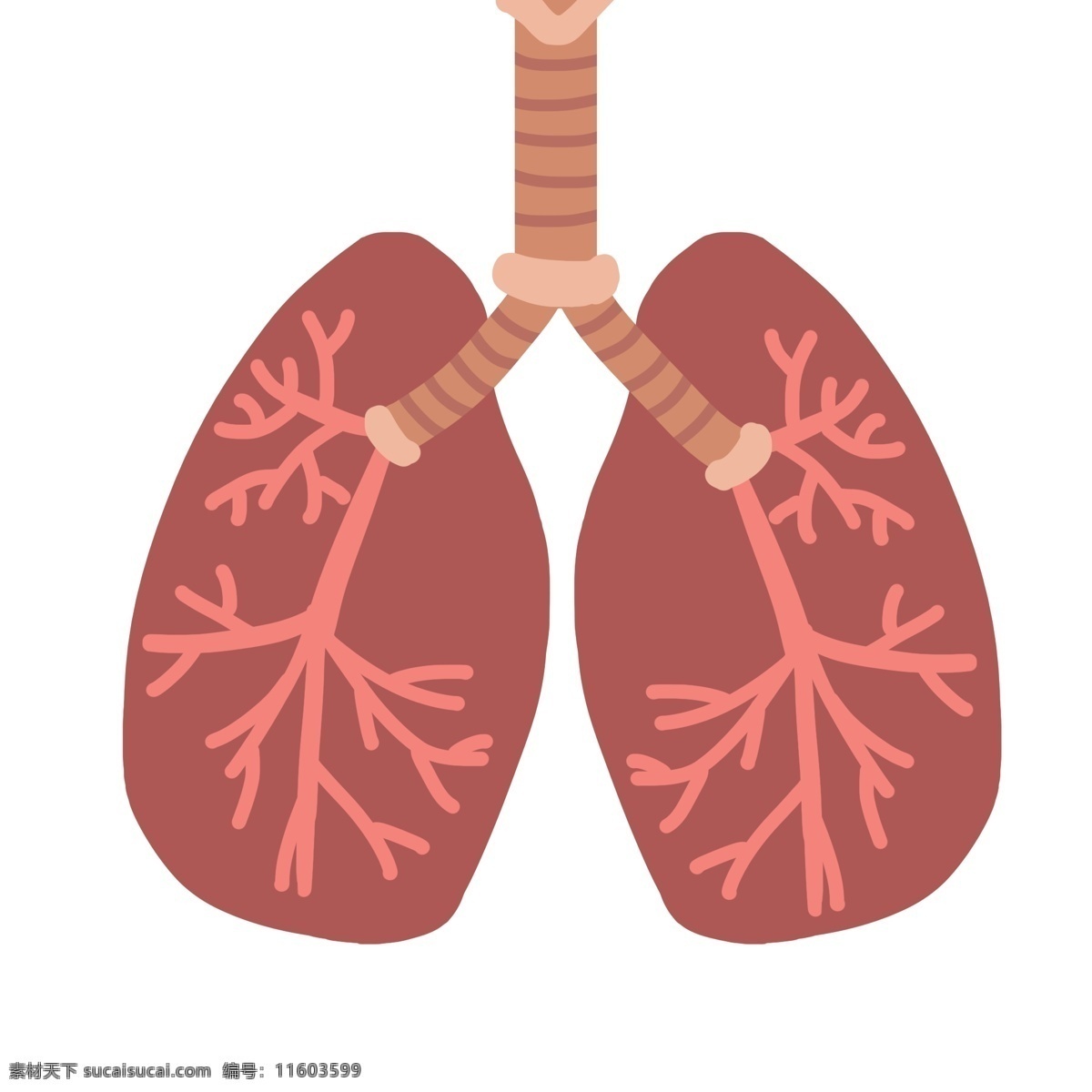 卡通 红色 肺部 插画 红色的肺部 人体器官 身体器官 健康的肺部 内脏 血管装饰 卡通肺部插画