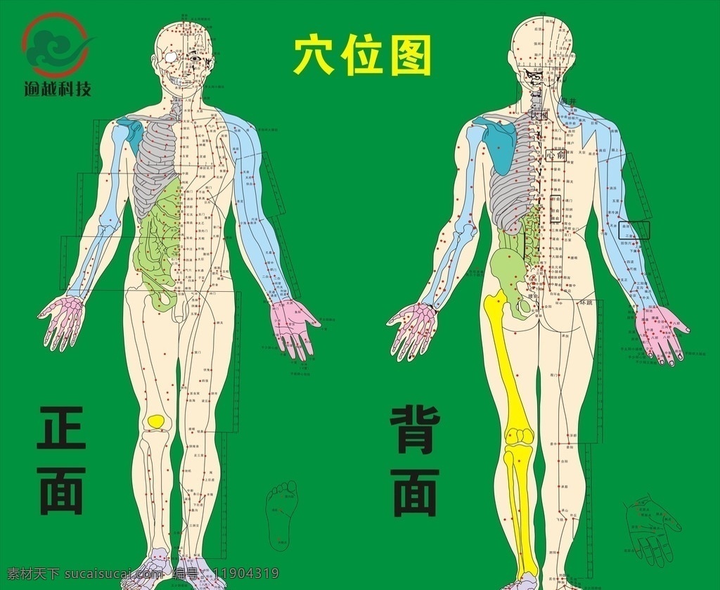 海报 人体穴位图 人体 穴位图 穴位 正反