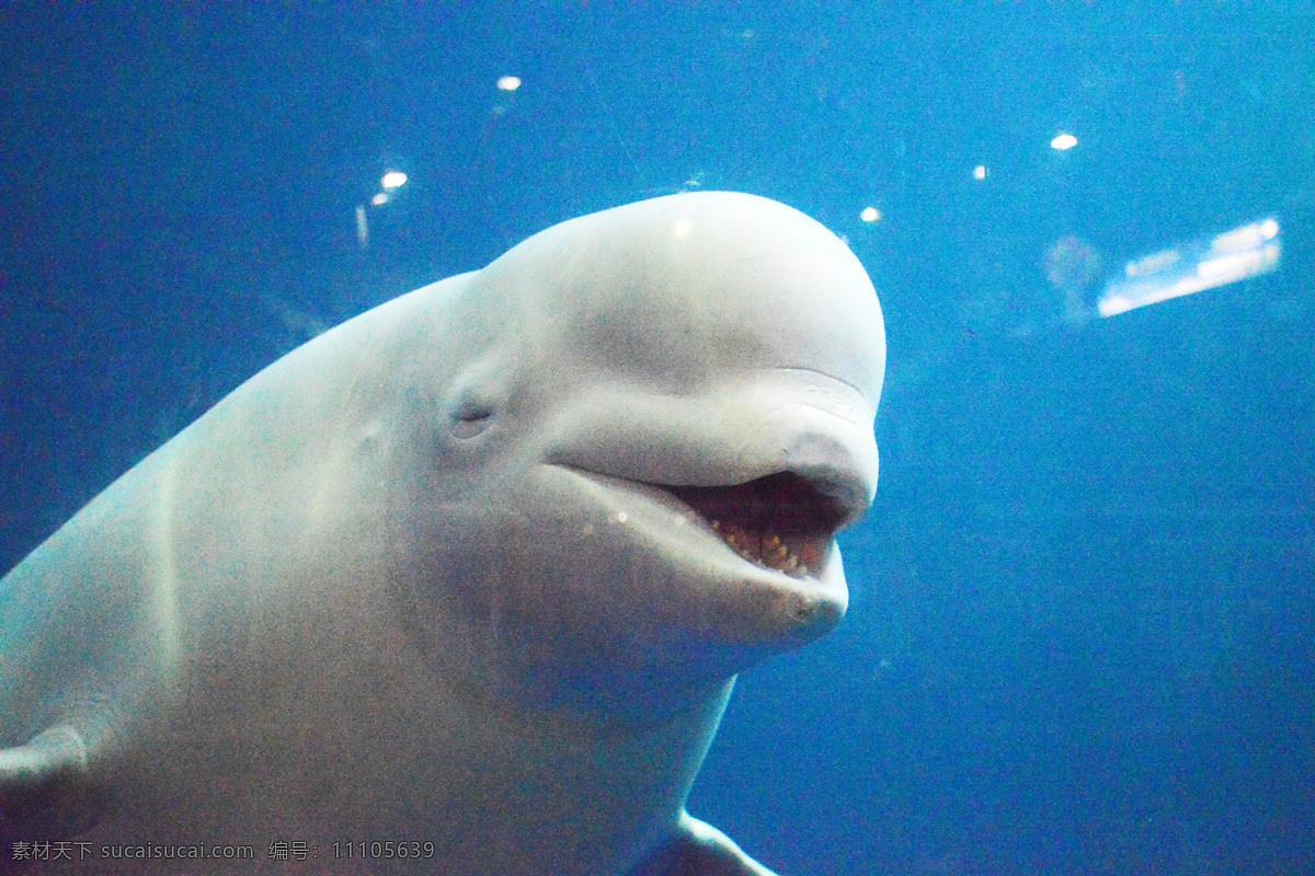 白鲸 海豚 原创 高清 壁纸 桌面 海洋 生物 海底世界 海洋馆 生物世界 海洋生物