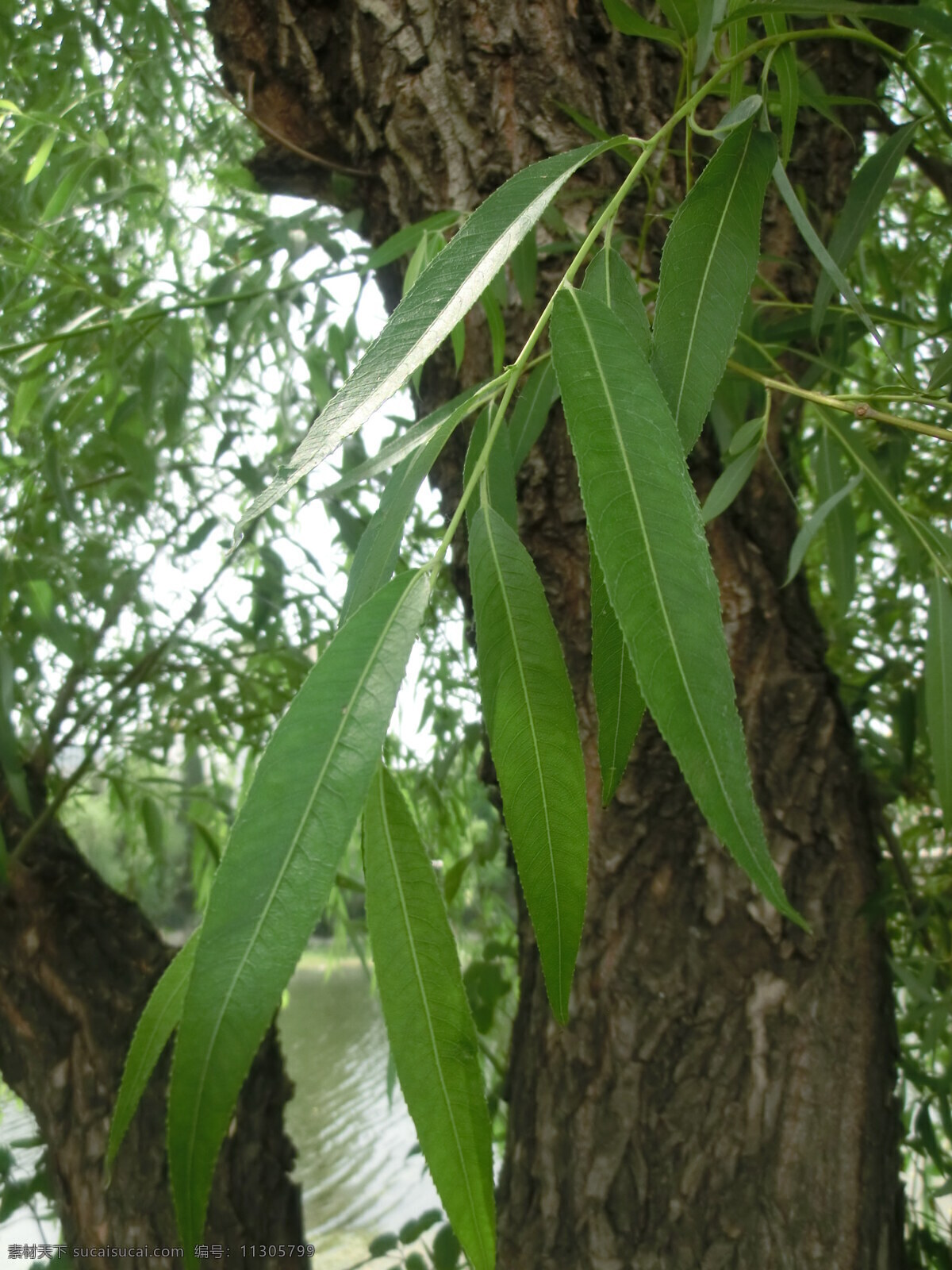 柳叶 春季 柳树 绿叶 生物世界 树木树叶 树叶 植物 叶子 psd源文件