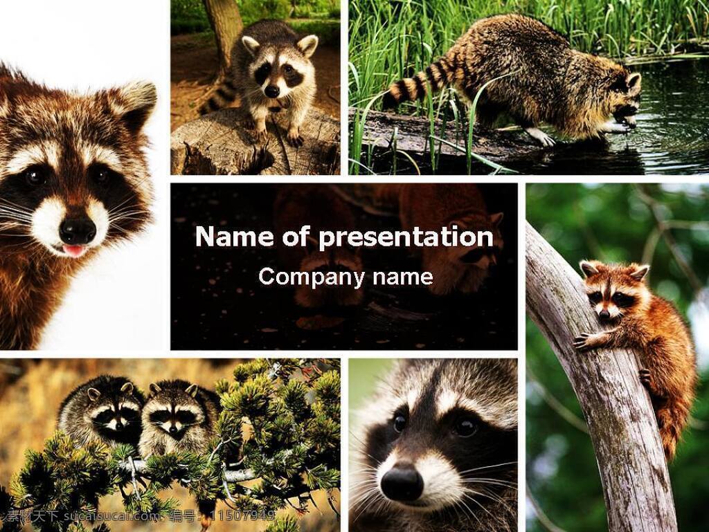保护 动物 模板 保护动物 野生动物 珍稀 幻灯片