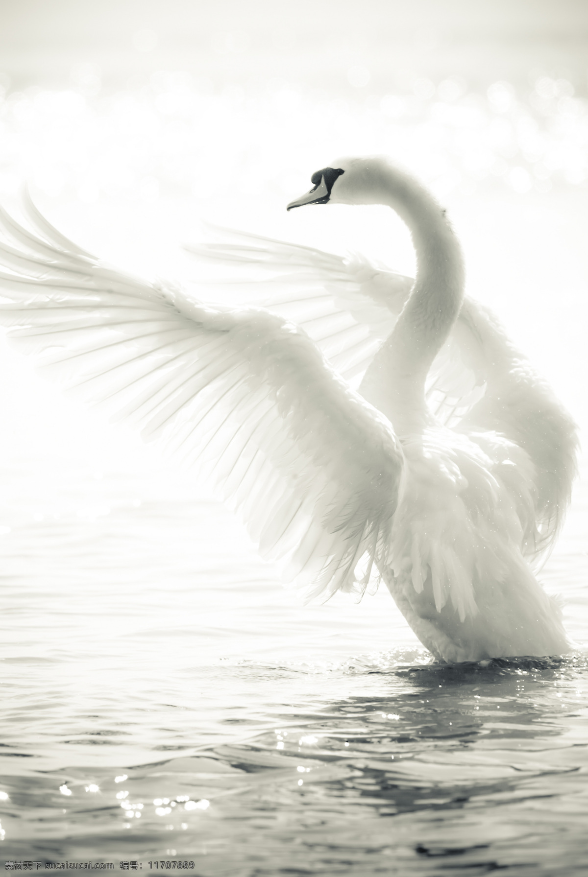 展开 翅膀 天鹅 高清 白天鹅 展开翅膀 野生动物 动物世界 美丽 摄影图 高清图片 水中生物 生物世界 白色