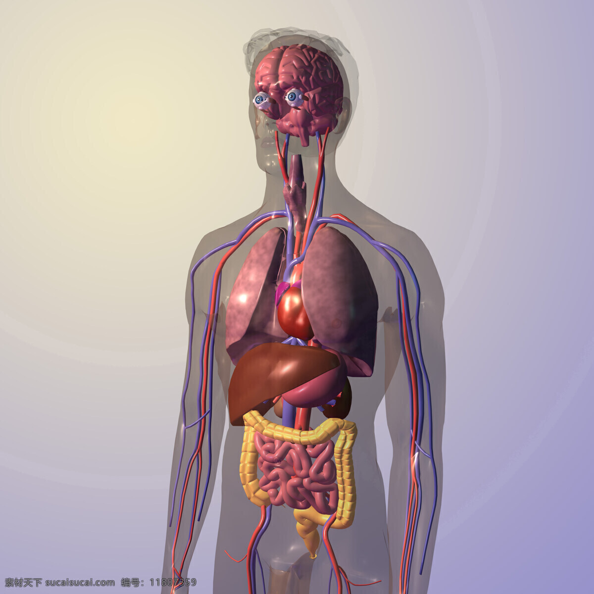 人体结构 人体器官 眼球 瞳孔 大脑 动脉 器官 大肠 小肠 肝脏 胃 3d器官 身体结构 人体研究 医学器官 医学器官图鉴 医疗护理 现代科技