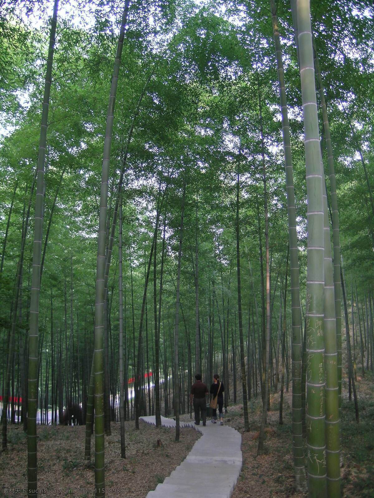 国内旅游 景点 旅游摄影 摄影图库 竹林 星星竹海3 咸宁 星星 竹海 旅游景点 竹海旅游景点 竹林小路 竹林小道 咸宁游游景点 矢量图 日常生活