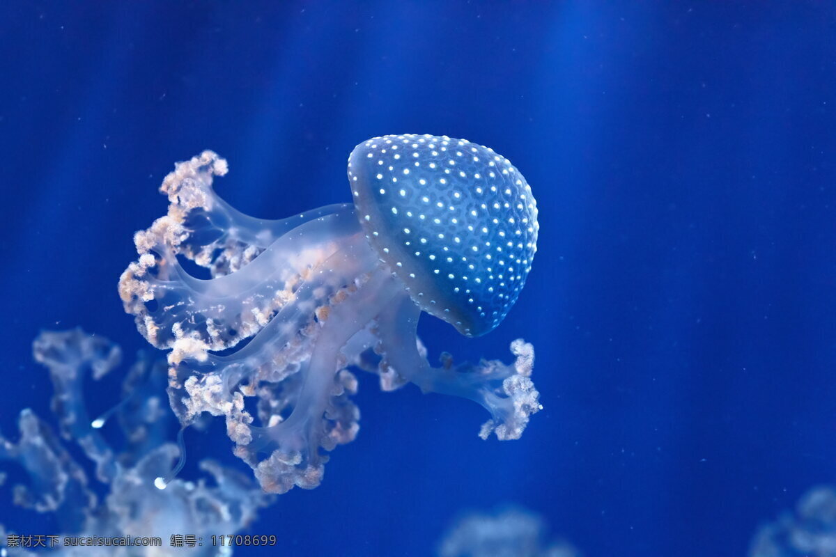 唯美 海底 水母 唯美水母 蓝色水母 水生动物
