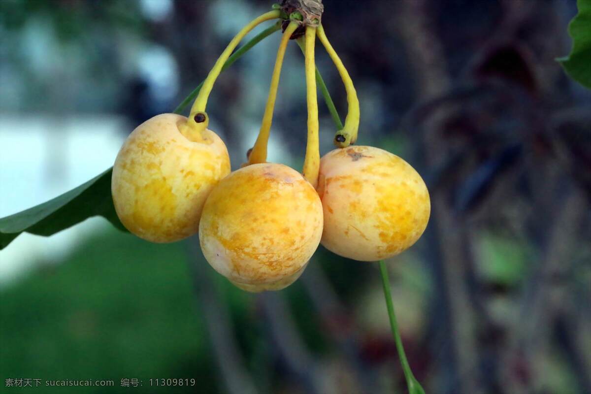 银杏果 白果 银杏 果实 果肉 水果摄影 生物世界 水果