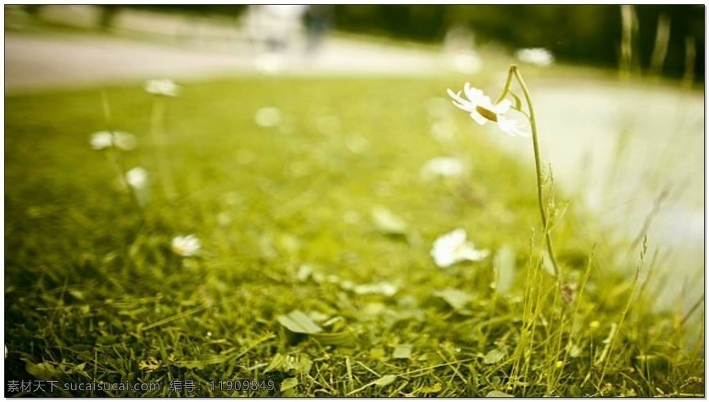 白色 小花 背景 高清视频素材 视频素材 动态视频素材 绿色 草地