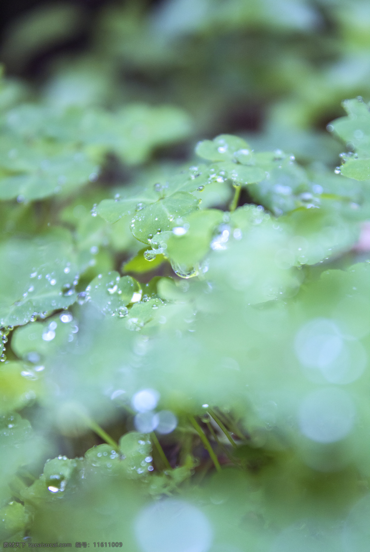 三叶草 上面 晶莹剔透 水珠 雨景 雨水 下雨 清明 雨纷纷 清明节 节日 天气 植物 商用 雨天