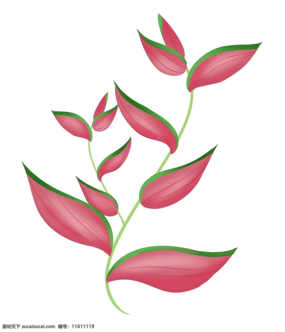 卡通 热带 红叶 插图 热带植物