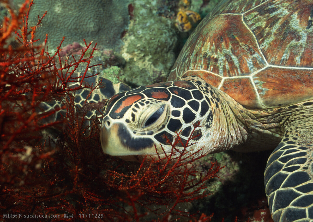 海龟 乌龟 海洋生物 水生物 生物世界