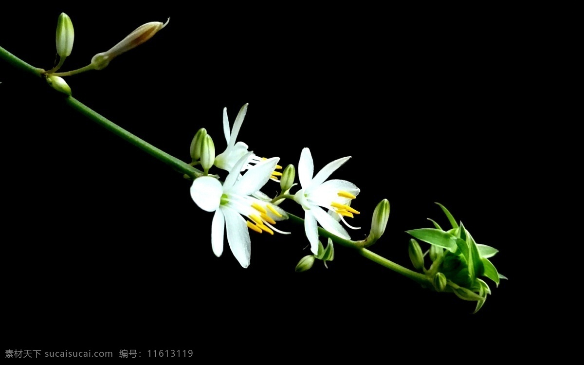 兰花 吊兰 深底色 夏兰 生物世界 花草