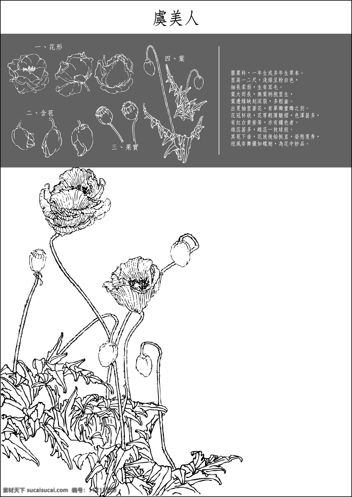 矢量 白描 虞美人 底纹 花纹 矢量图 花纹花边