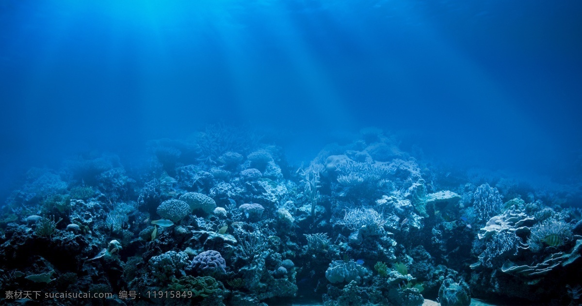 海底 阳光 海洋 礁石 鱼 分层
