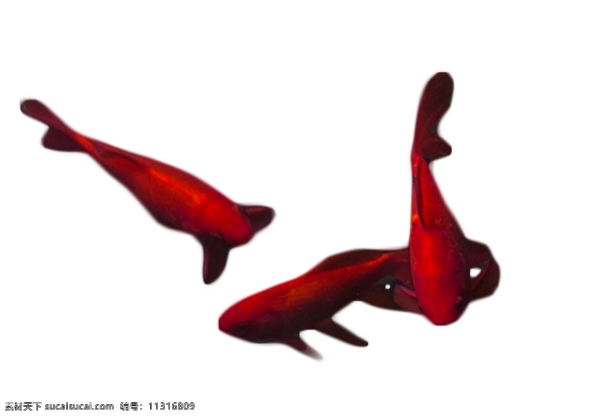 三只美丽红鱼 典雅时尚 红色小鱼 游来游去