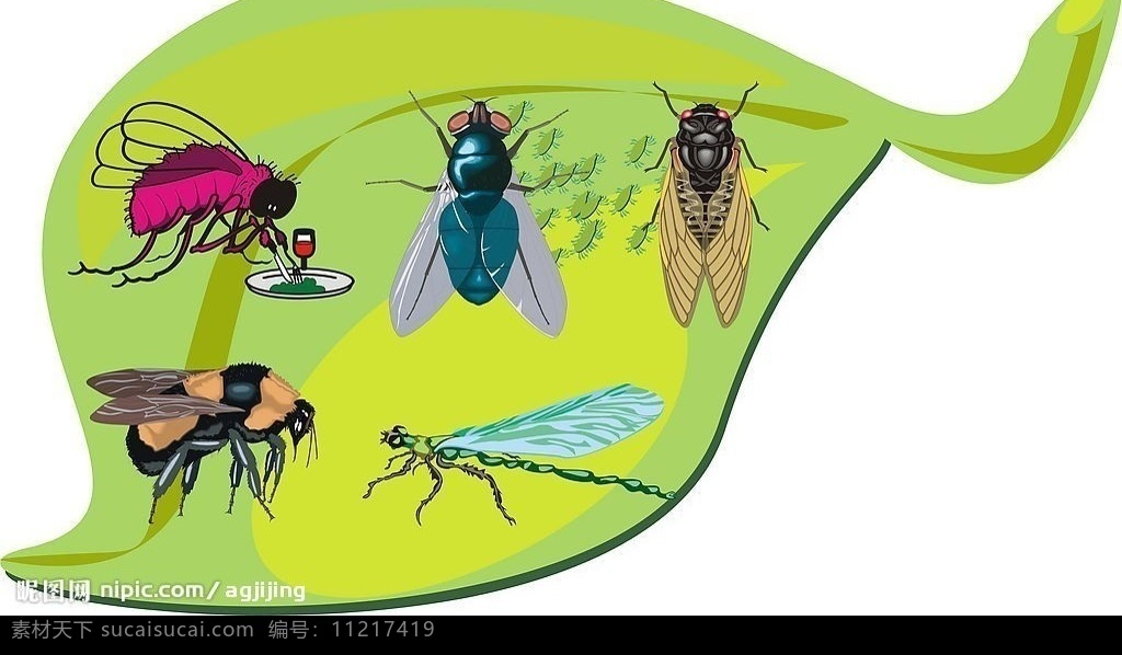各种矢量昆虫 螳螂 蝉 苍蝇 绿叶 生物世界 昆虫 矢量图库