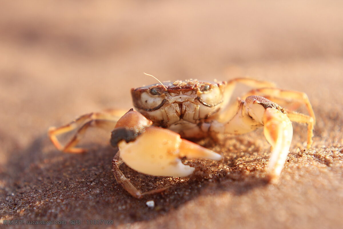 小螃蟹 生物 动物 海洋生物 螃蟹 小蟹子 海边生物 生物世界