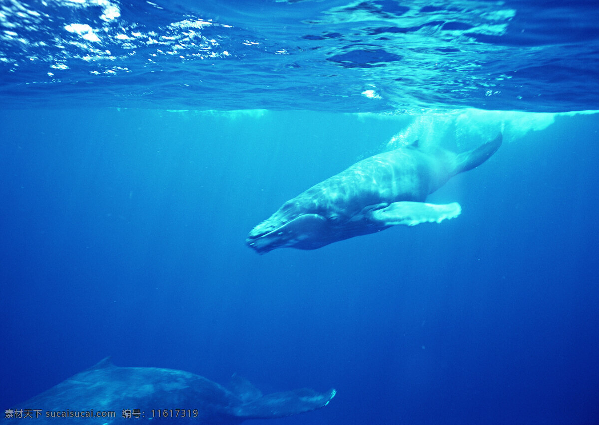 大鲸鱼摄影 动物世界 生物世界 海底生物 鲸鱼 大海 水中生物 蓝色