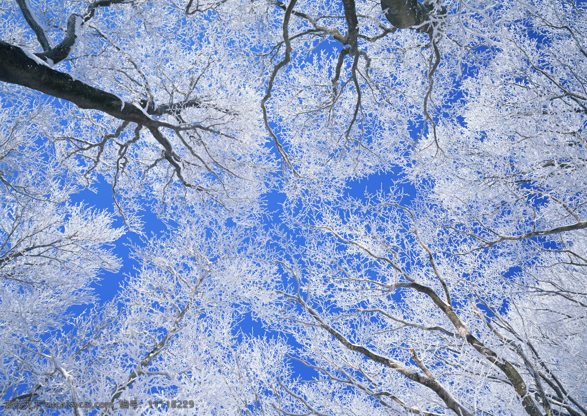 冬季 树林 仰视 高清 风景图片 横构图 枯萎 树木 树干 天空 蓝天 冬天 冬景 风景 高清风景图片 高清图片 山水风景