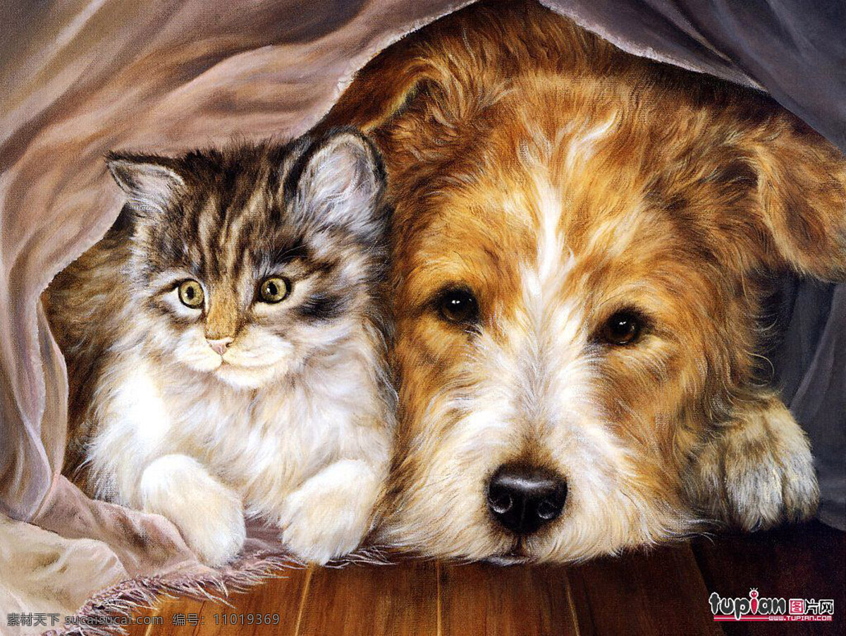 猫和狗 可爱猫咪 宠物狗 可爱狗狗 狗 宠物 狗狗图片 生物世界 家禽家畜