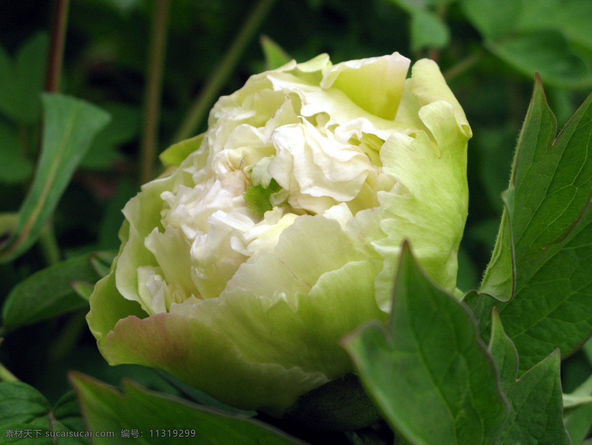 绿牡丹 植物 花卉 牡丹 稀少品种 豆绿 生物世界 花草 芳草园 摄影图库