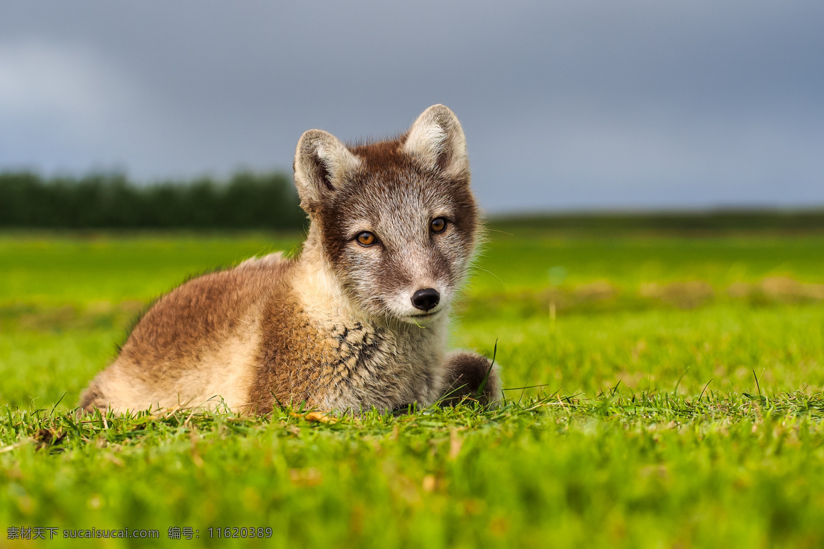 草地上的狼 狼 生物世界 动物世界 野生动物 陆地动物 动物 绿色