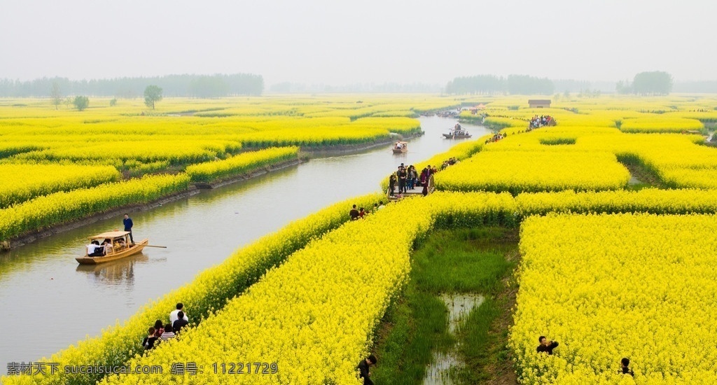 兴化 千岛 油菜 花田 油菜花田 油菜花 垛田 田园风光 自然景观