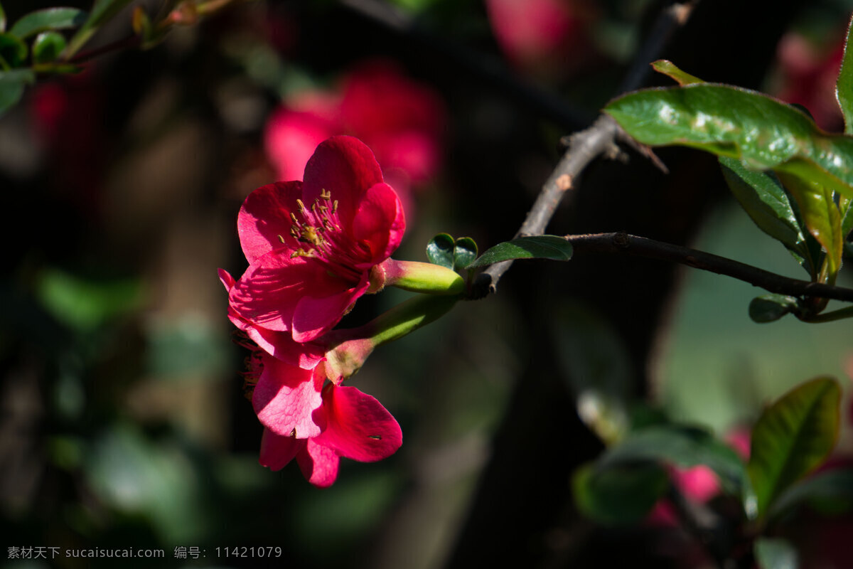 红色 海棠花 红花 鲜花 花朵 花卉