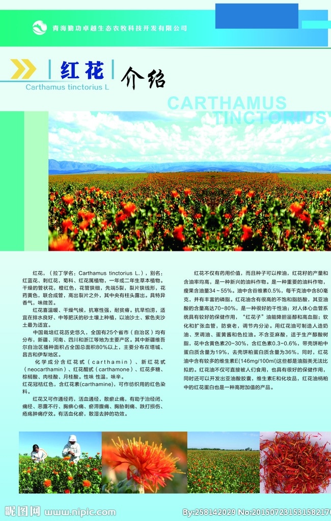 青藏特产红花 特产 红花 红花介绍 红花图片 蓝天白云 红花种植基地 分层