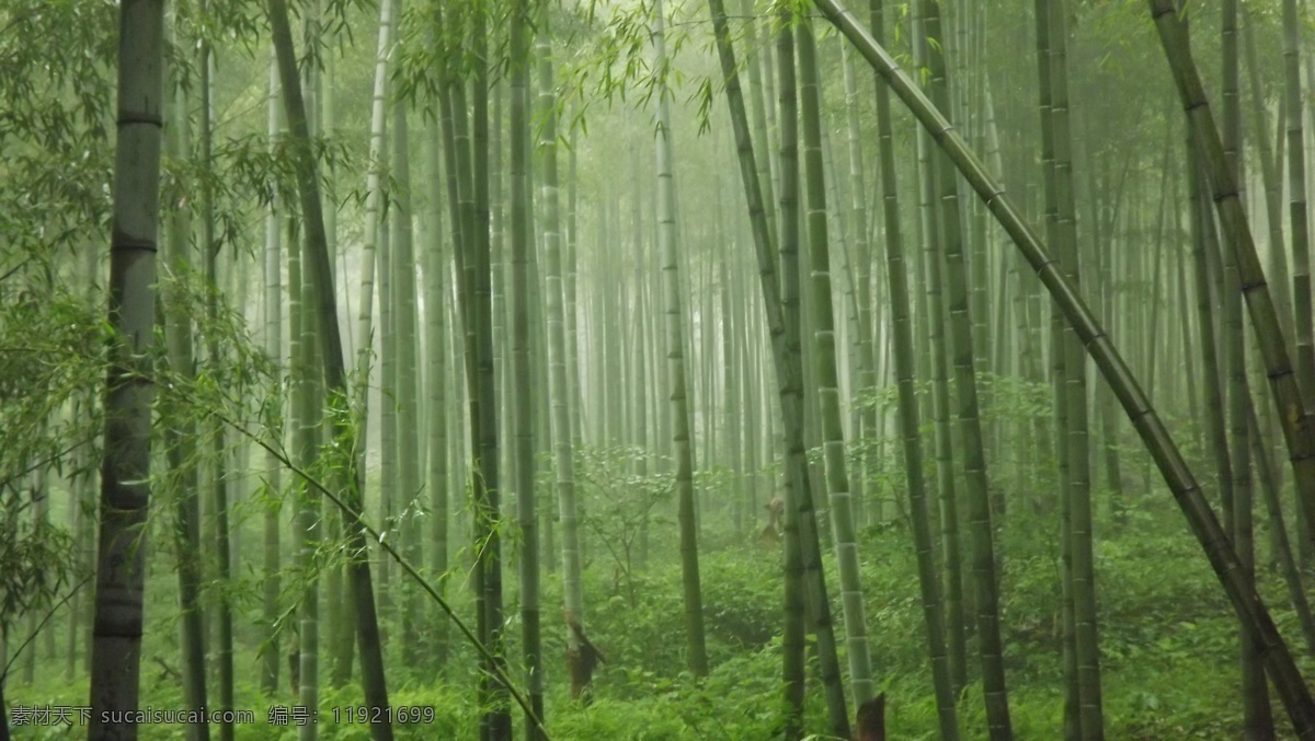 安吉 竹海 非 高清 风景 旅游 绿色 生物世界 树木树叶 竹林 安吉竹海 矢量图 日常生活