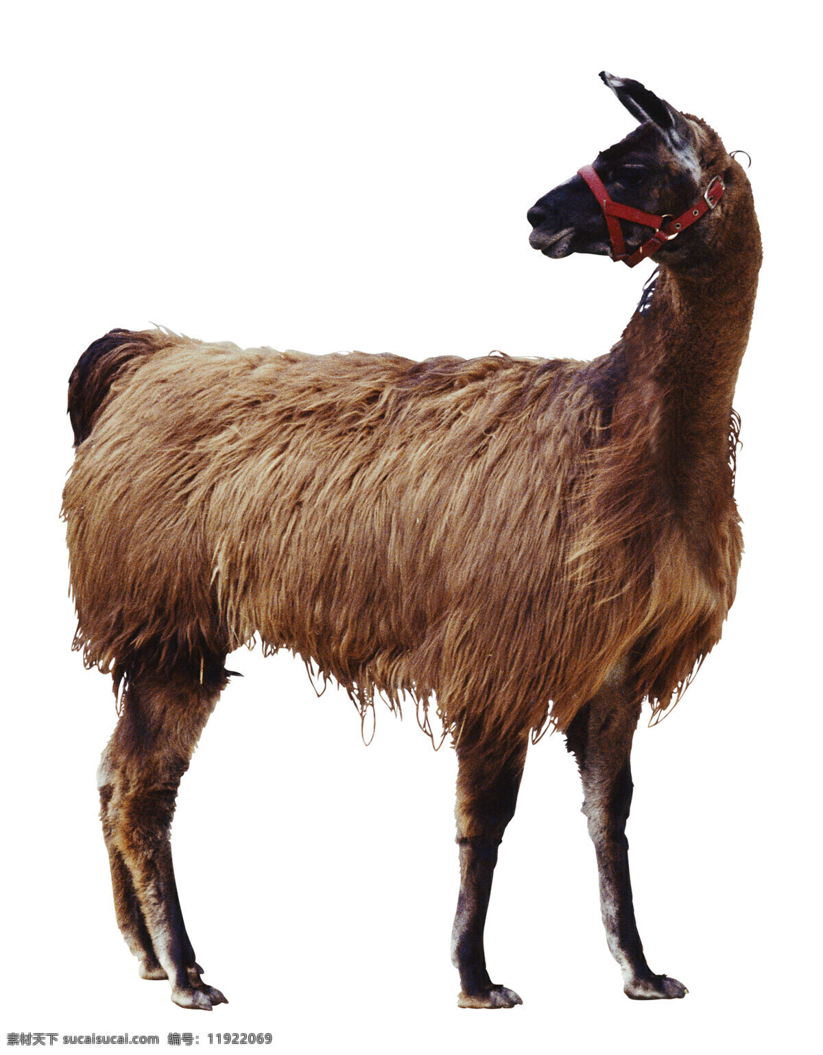 羊免费下载 动物 家畜 绵羊 羊 生物世界