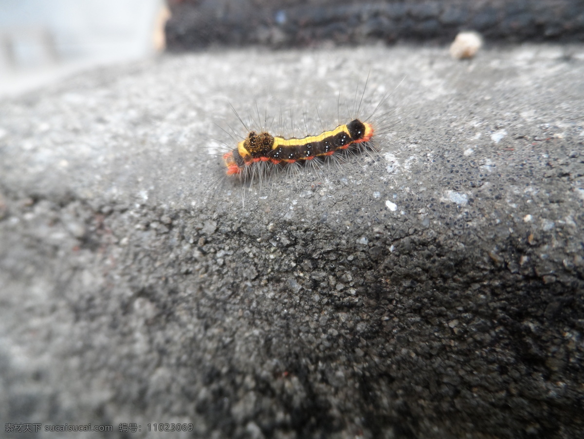 毛毛虫 彩色的毛毛虫 一只虫子 趴在 井边 五彩小虫子